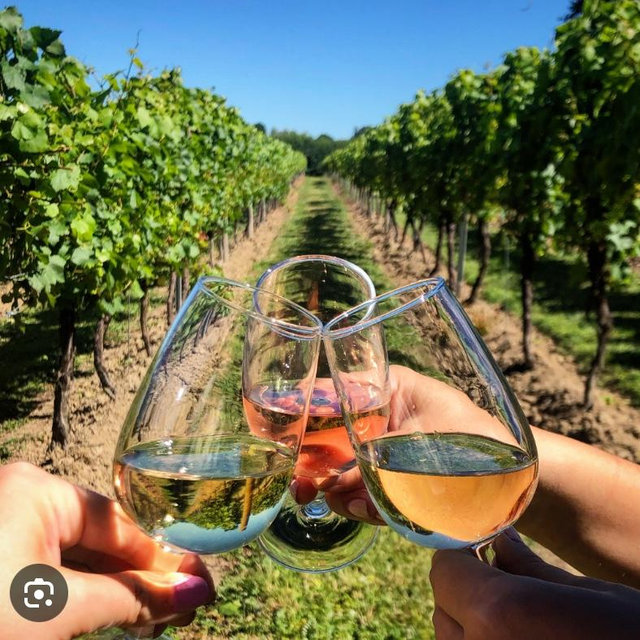 Vineyard tour