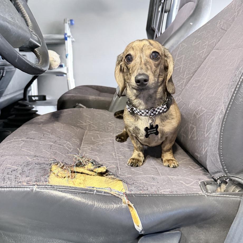 Our baby!! Moonshine 💙