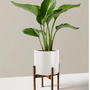 White Sun of Paradise Plant in Decorative Vase with Walnut Wood Stand