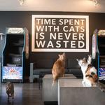 The Catcade - Cat Cafe & Rescue