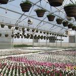 Cedar Lane Greenhouse