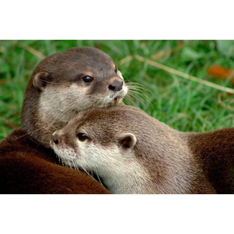 Otters! Because they're cute and they hold hands while they sleep so they don't float away from each other.