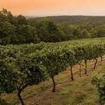 Cascia Vineyards & Winery