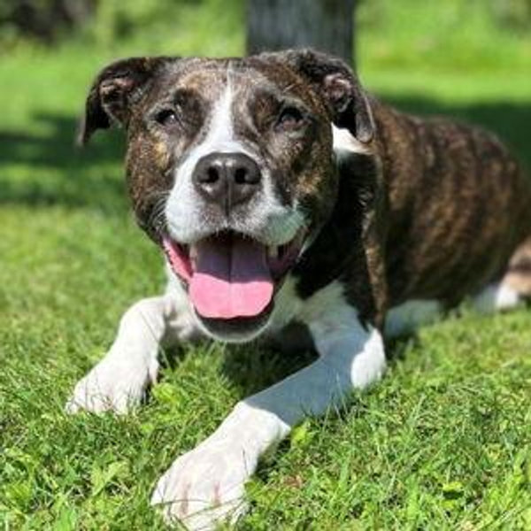 Lily's Pet Toy Fund