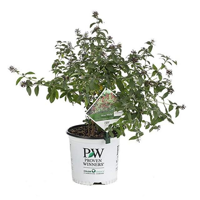 1 Gal. Miss Molly Butterfly Bush (Buddleia) Live Shrub, Deep Pink Flowers