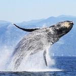 Whale Watching Sayulita - La Orca de Sayulita