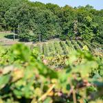 Engelheim Vineyards