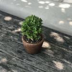 Tiny Boxwood's