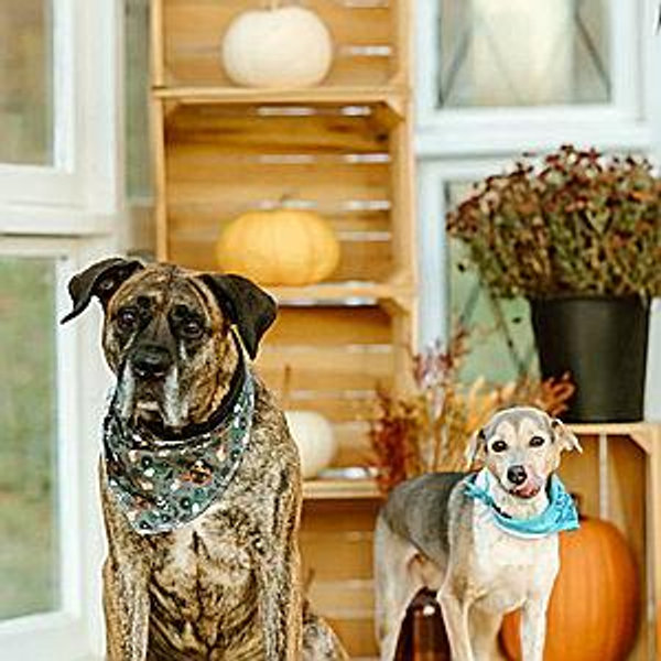 Year's Supply Of Pet Treats