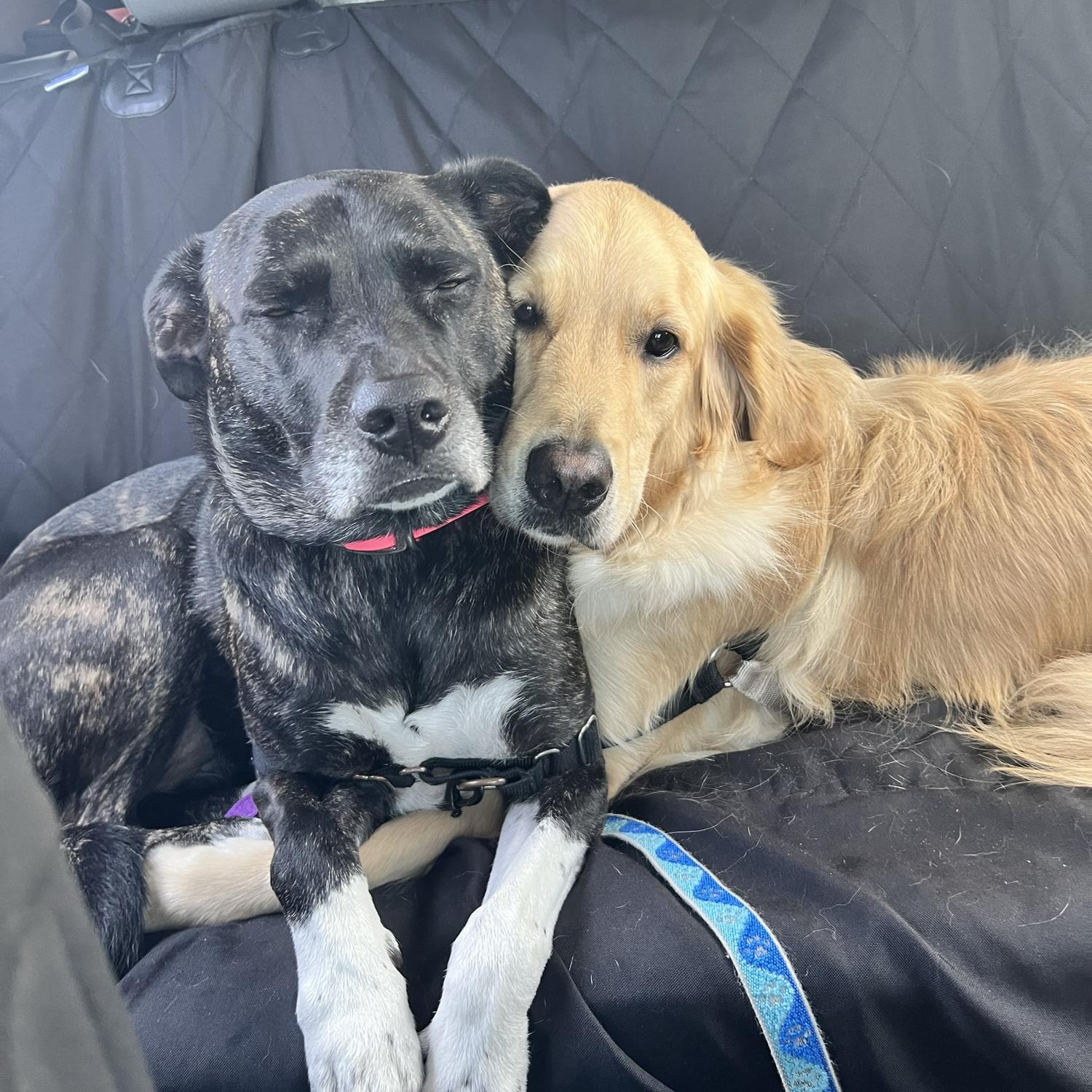 Our fur babies!