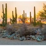 Riparian Preserve at Water Ranch