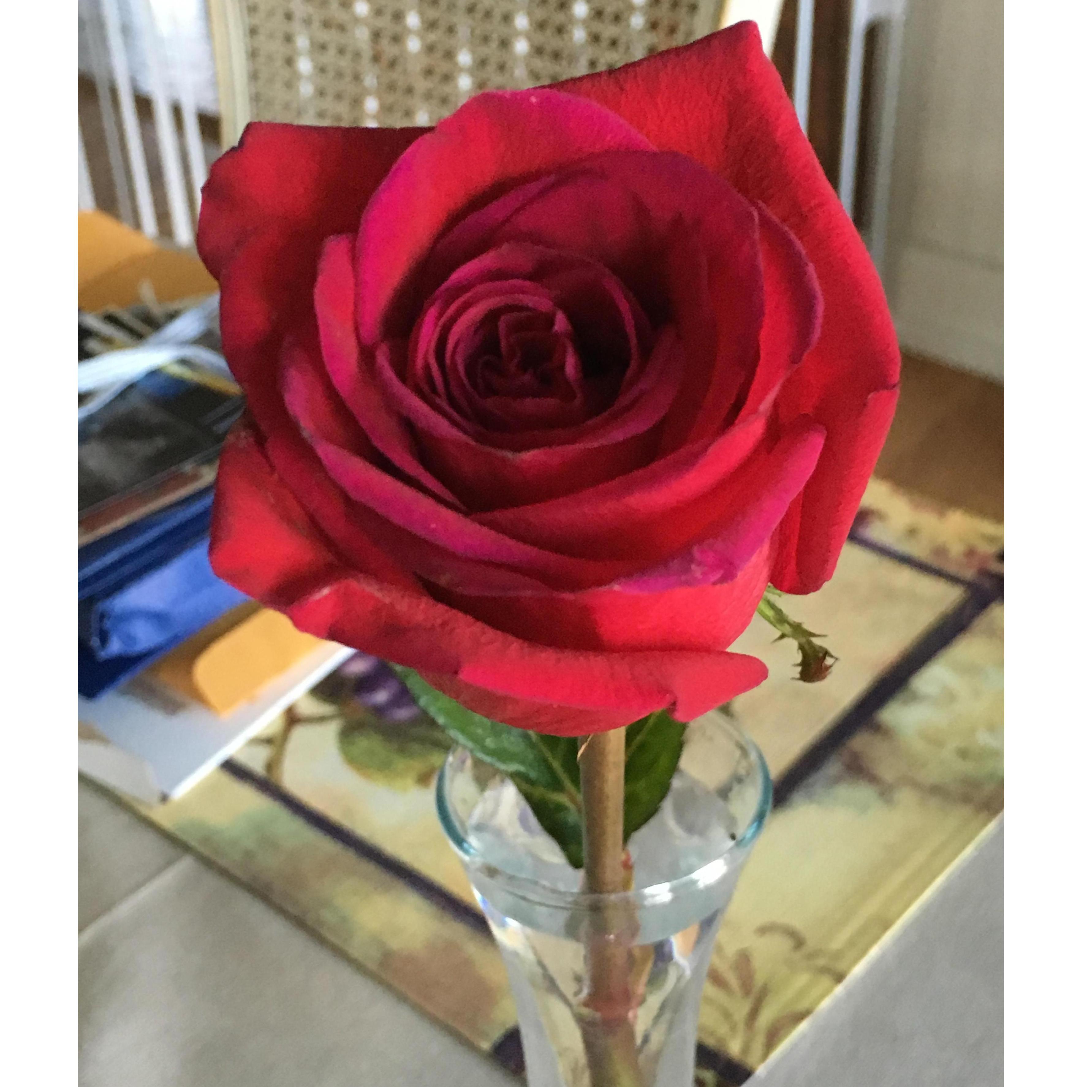 1 rose for our 1 month anniversary