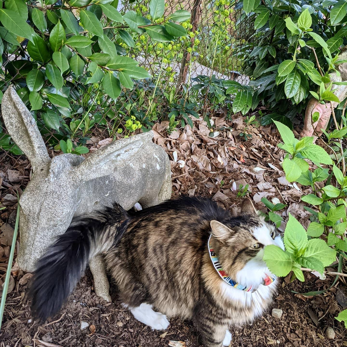 How could I not post a picture of my handsome Baxter boy. We sadly had to say goodbye to him this winter - he'll always be in my heart.