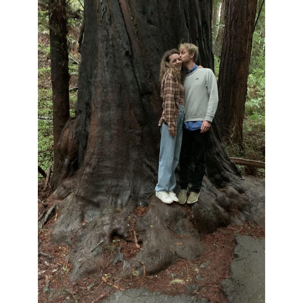 John Muir Redwoods 02/2024