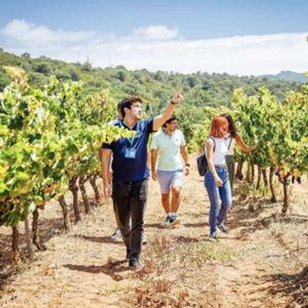 Winery Day Trip in Portugal