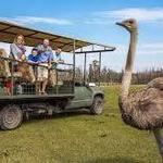 Safari Wilderness
