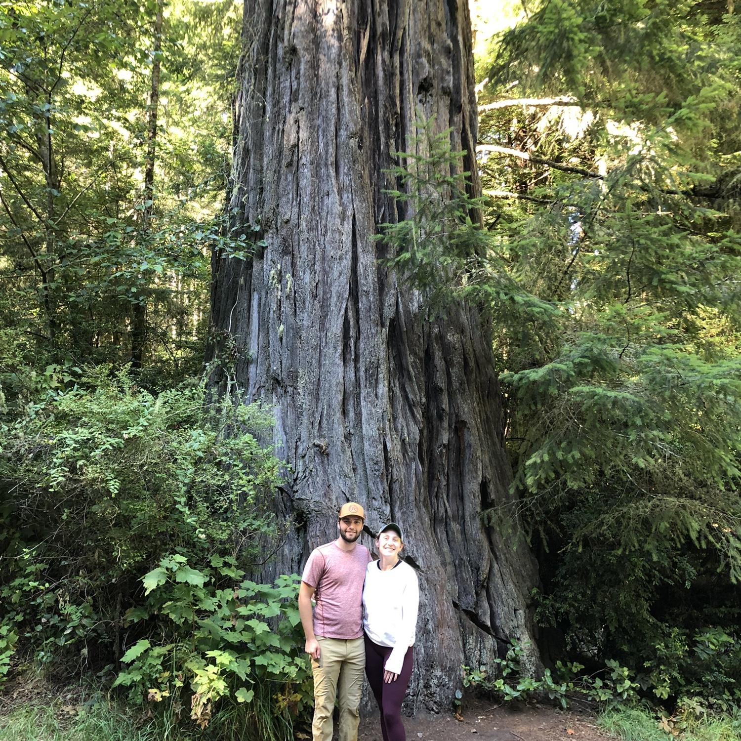 Redwoods August 2022