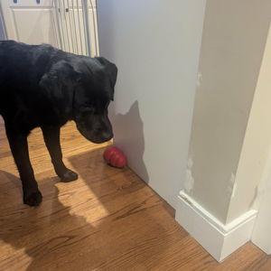 Wall and Baseboard Fund