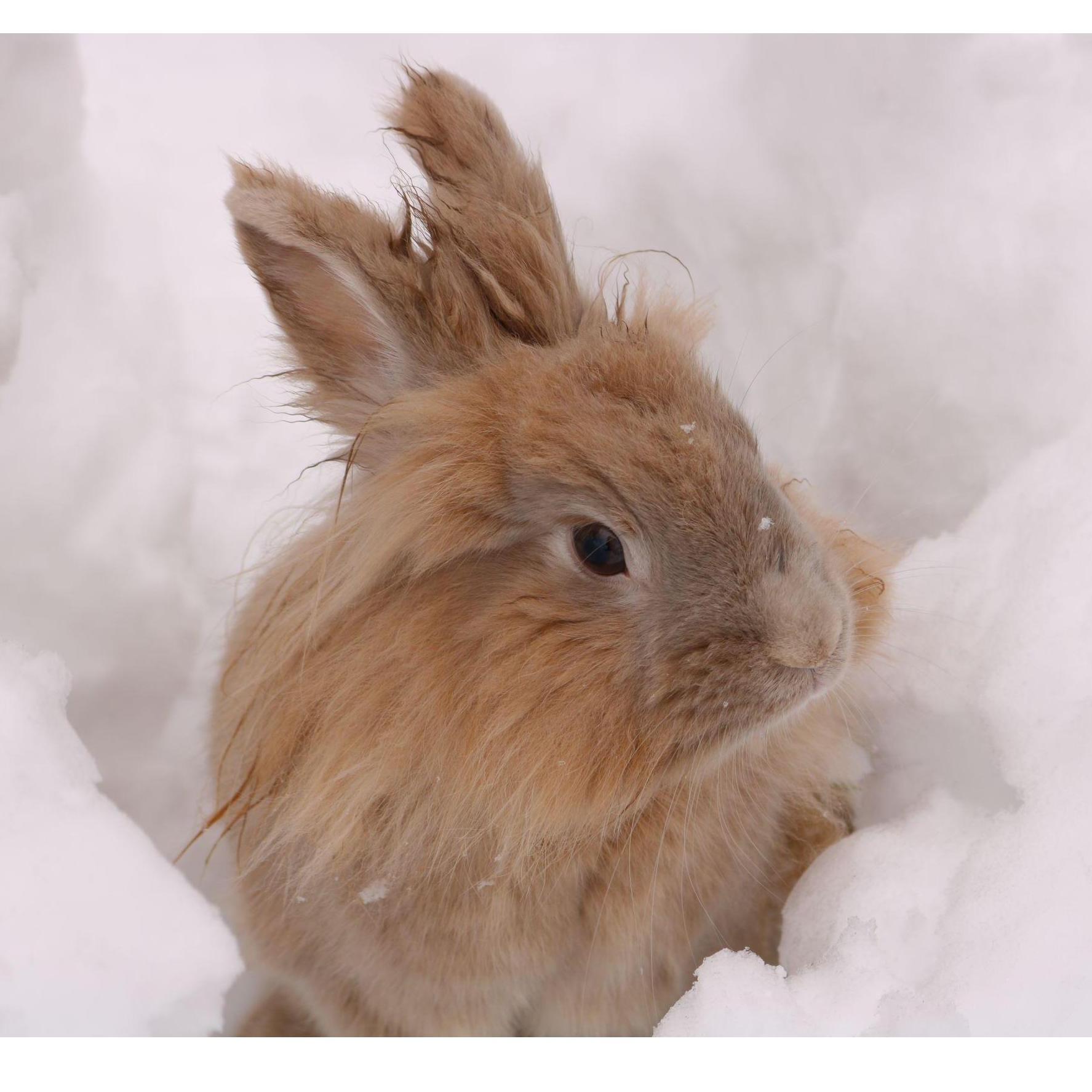 Harvey being a cold rabbit