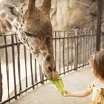 Houston Zoo