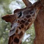 Cotswold Wildlife Park and Gardens