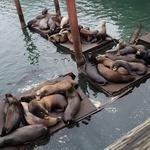Sea Lion Docks