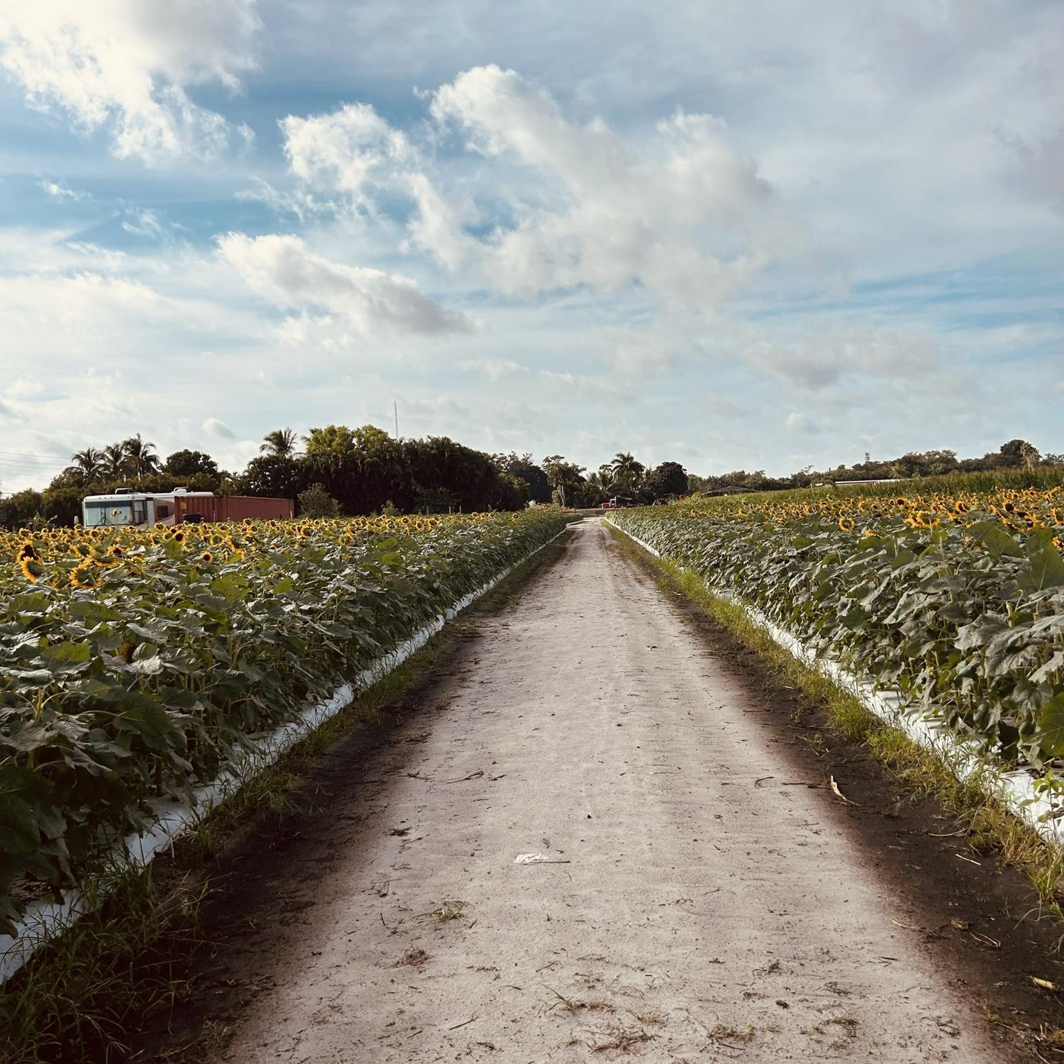 The beautiful sunflower field that Matt proposed to me in🌻