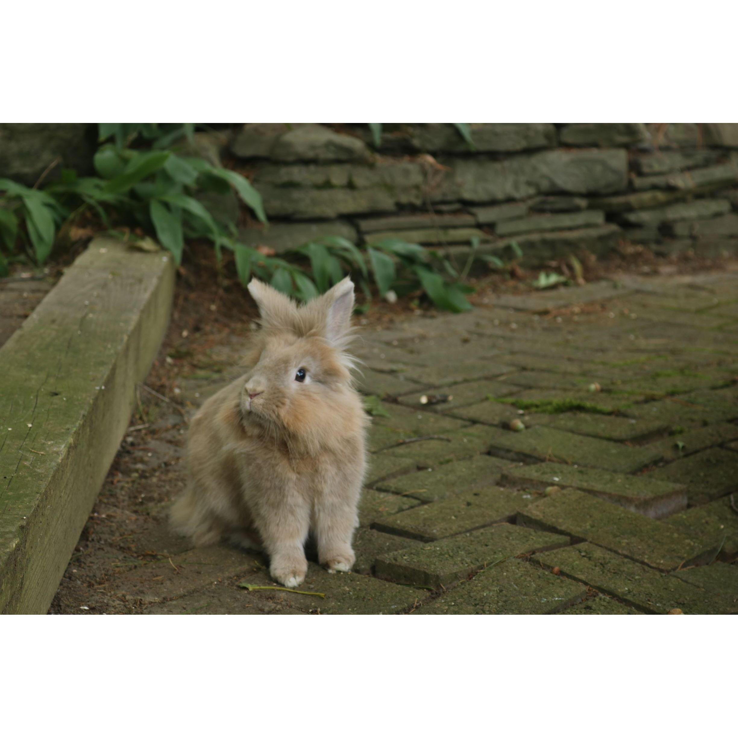 Harvey being an outside rabbit