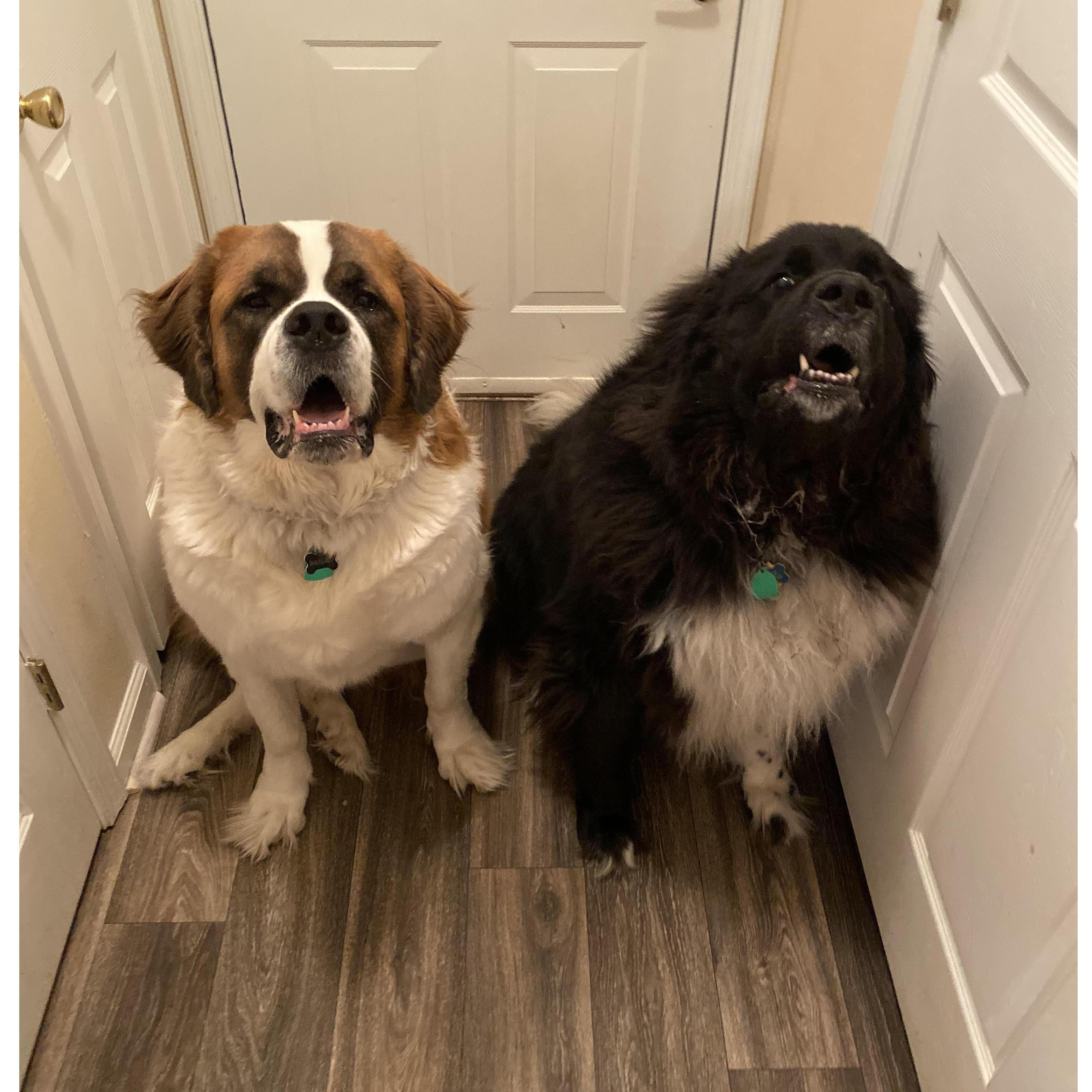 Our babies