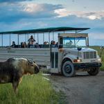 Open-air Safari Tour