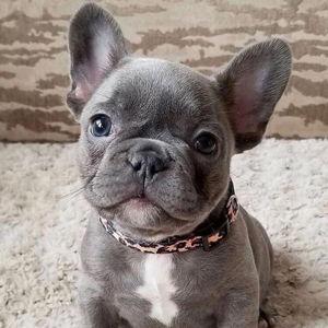 Our New Puppy