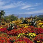 Karoo Desert National Botanical Garden