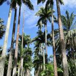Jardim Botânico