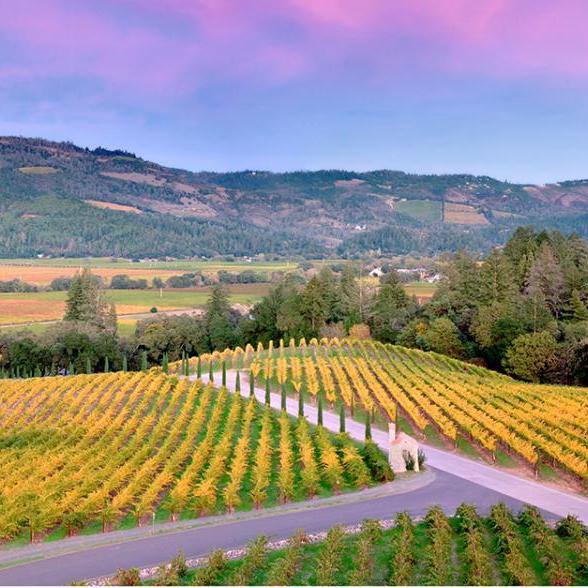 Honeymoon: Wine Tours and Tastings of Napa Valley