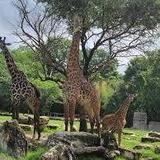 Cameron Park Zoo