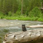 North Fork Clearwater River