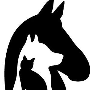 Charity: San Diego Humane Society