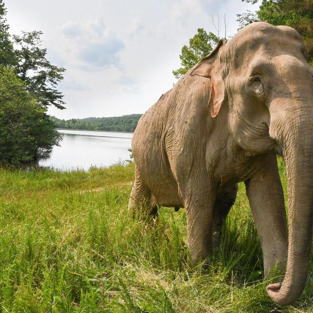 Chiang Mai Elephant Sanctuary