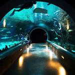 Loveland Living Planet Aquarium