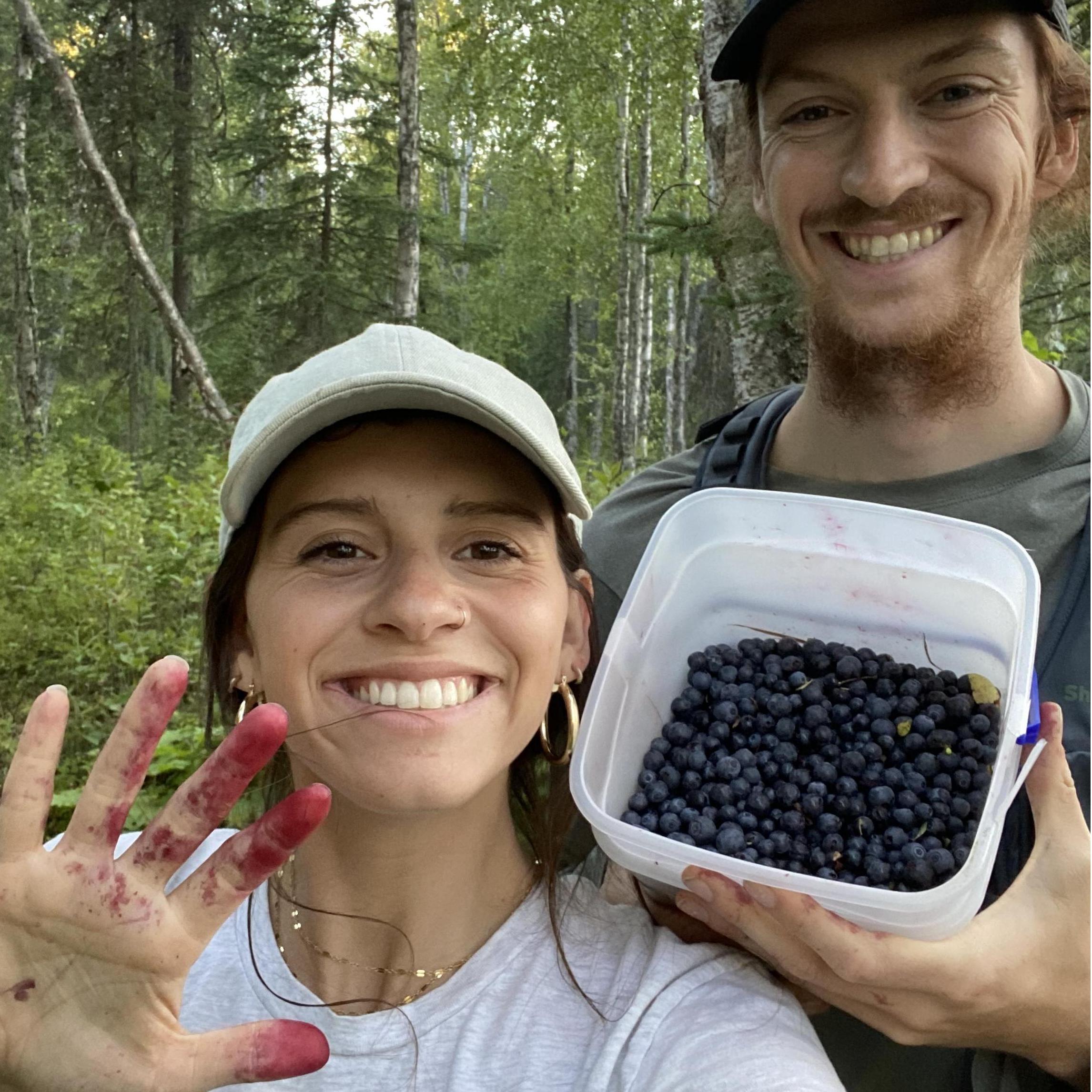 Picking wild Alaskan blueberries