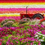 The Flower Fields