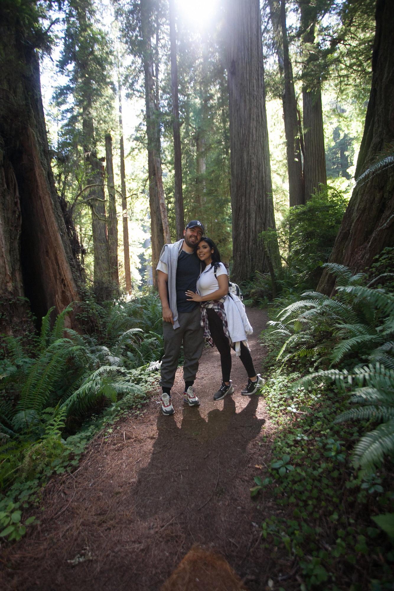 Redwood Forest 2020