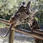 Brevard Zoo