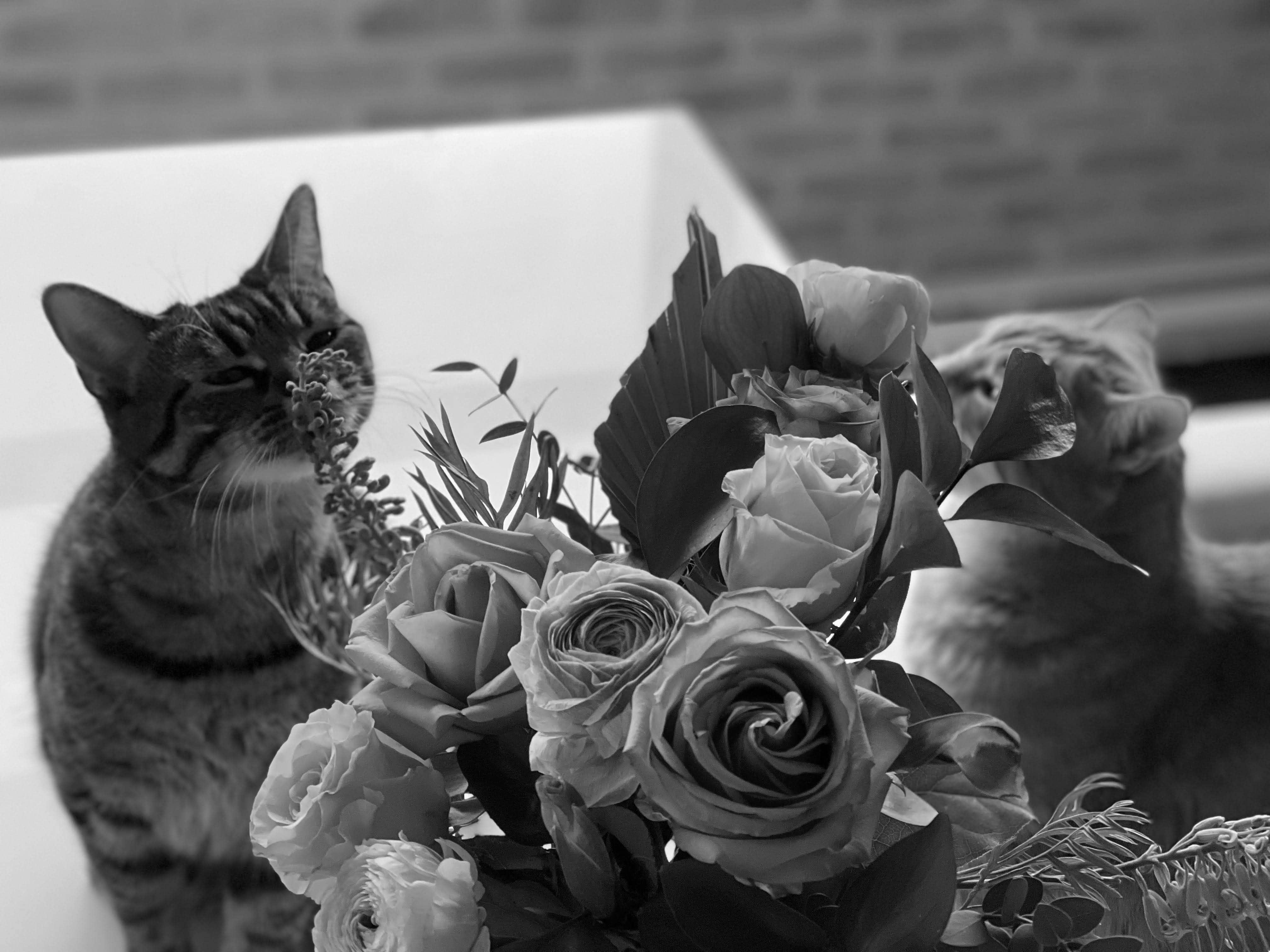 The Wedding Website of Jaymin Doe and Natasha Sever