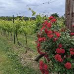 Poulton Hill Vineyard