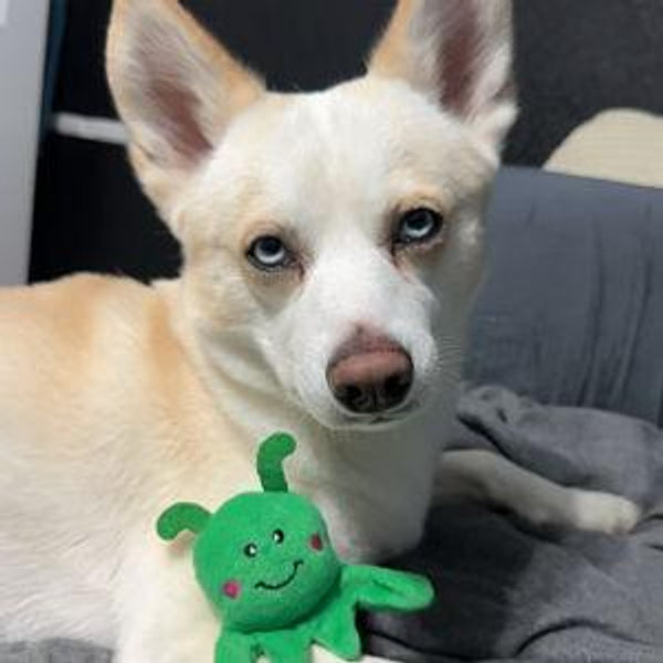 Our Pet Toy Fund