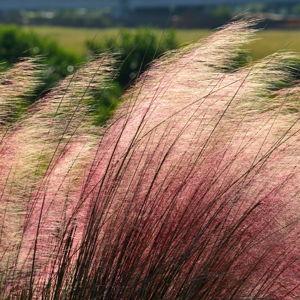 Muhly Grasses