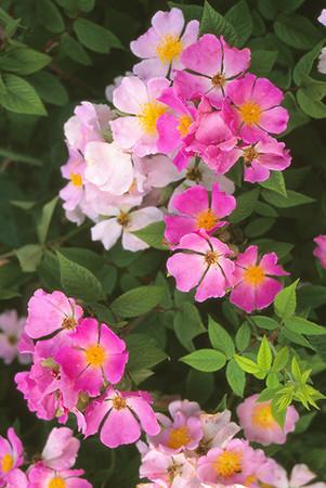 Climbing Prairie Rose - 1 Gal