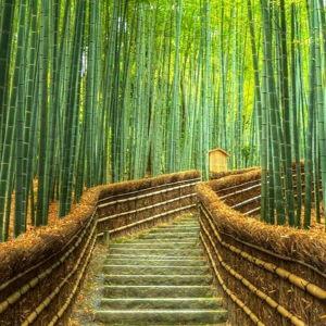 Arashiyama Bamboo Forest Tour