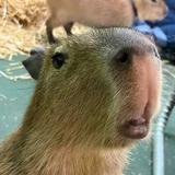 Monroe Wildlife Center